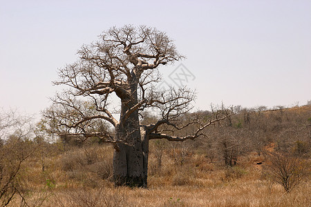 Baobab树植物群旅行图片
