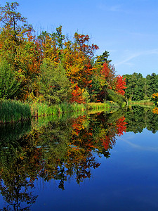 景象般的秋天风景 河流和明树及灌木丛林公园远景季节叶子橙子林地生态水域植物群日落背景图片