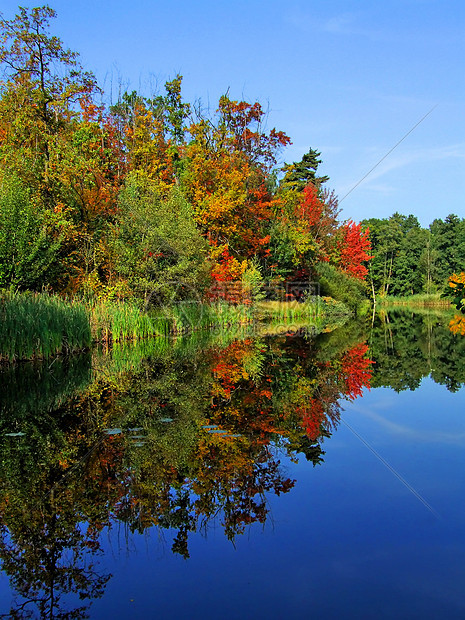 景象般的秋天风景 河流和明树及灌木丛林公园远景季节叶子橙子林地生态水域植物群日落图片