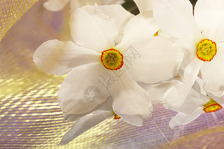 自恋植物群装饰静物风格白色水仙花礼物图片