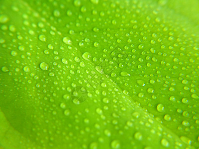 绿叶上的水滴植物生活水果圆圈宏观反射季节雨滴植物学回收图片