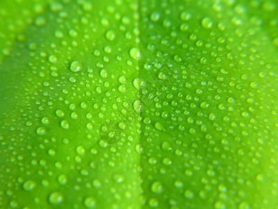 绿叶上的水滴世界反射雨滴飞沫季节水果回收生活圆圈环境图片
