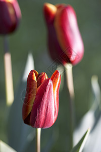 红色郁金红花园植物群园艺花瓣图片