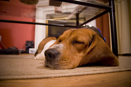 困睡的 beagle宠物耳朵猎犬眼睛动物犬类客厅地面朋友休息室图片
