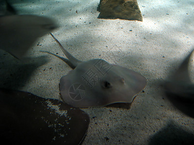 刺线海滩荒野支撑滑冰水族馆飞行地面生物阳光尾巴图片