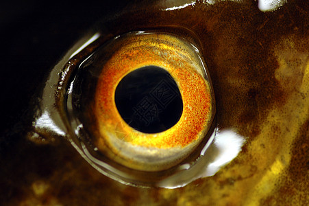 鱼眼海洋海岸线眼睛代码手表海鲜宏观黑色瞳孔眼球图片