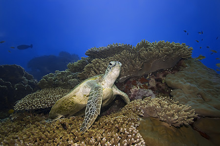 水下海龟海洋运动绿色珊瑚热带浮潜游泳阳光动物潜水图片