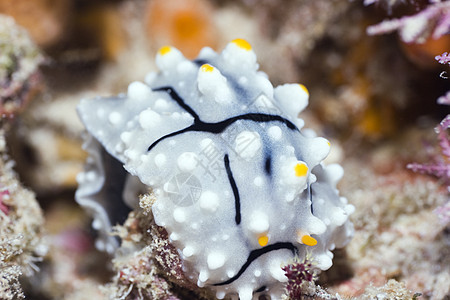 努迪布朗海兔热带宏观珊瑚海洋明星潜水浮潜图片