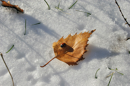 冬天的拉虫背景图片