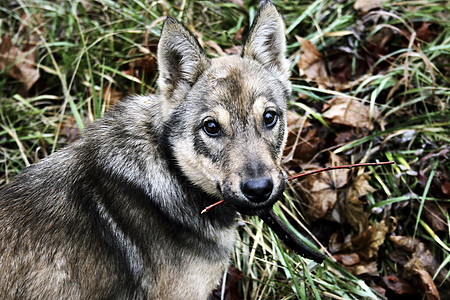 年轻狗狗猎犬毛皮宠物犬类棕色海滩友谊小狗哺乳动物好奇心图片