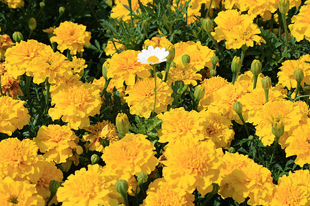 鲜花和黛西花分支机构白色阳光照射黄色花园绿色植物季节阳光植物群图片