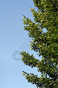 枯树树乔木分支机构植物叶子落叶树叶植物学天空树梢绿色图片