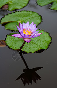 百合蓝色水池植物花瓣植被美丽反射花园荷花热带图片