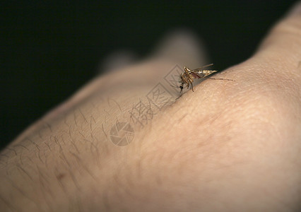 饥饿的蚊虫图片