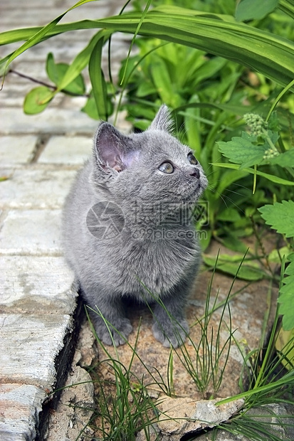 英国猫沉思黄色兽医晶须猫咪好奇心毛皮宠物哺乳动物动物图片