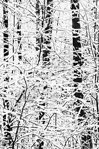 树枝上的雪遗弃背景图片