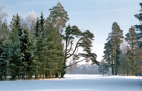冬季公园的松树晴天森林阳光植物群蓝色天空露天白色天气树木图片