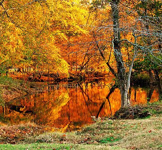 静水池塘季节性黄色树叶橙子树木反射图片