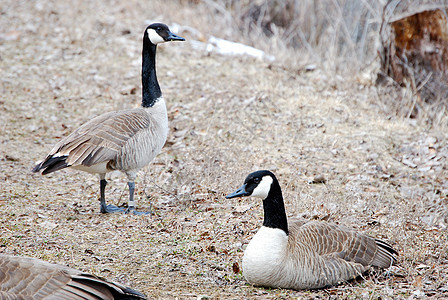 加拿大鹅动物群池塘动物水禽野生动物鸟类荒野黑色羽毛棕色图片