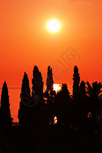 橙色日落太阳旅行支撑金子痕迹柏树棕榈地平线橙子海岸图片