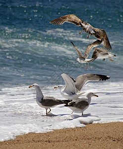 海鸥羽毛海洋清道夫野生动物水禽荒野图片