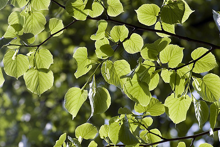 绿叶植物树叶分支机构生长环境绿色叶子森林宏观树木图片