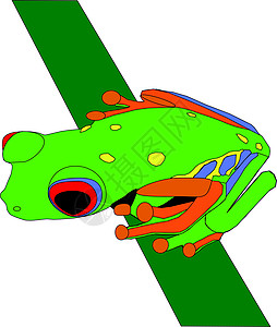 青蛙在树枝上树蛙插图枝条红眼动物两栖图片
