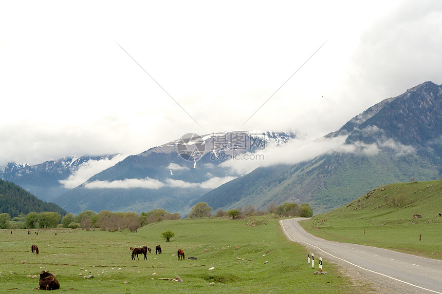 绿地上的牛和马牧场动物天空场地石头衬套爬坡岩石全景家畜图片
