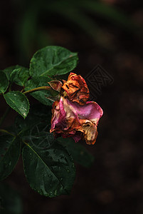 玫瑰花花瓣植物群灌木浪漫背景图片