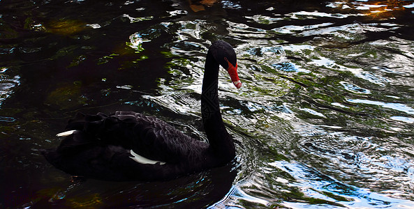 鸟在水上通道鸭子棒子家禽痕迹公园脖子李子天鹅翅膀图片