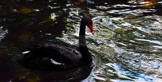 鸟在水上通道鸭子棒子家禽痕迹公园脖子李子天鹅翅膀图片