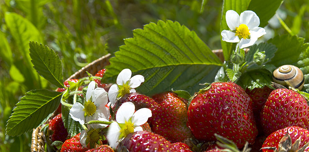 花园中的草莓图片