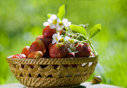 阳光明媚的花园中的草莓篮子图片