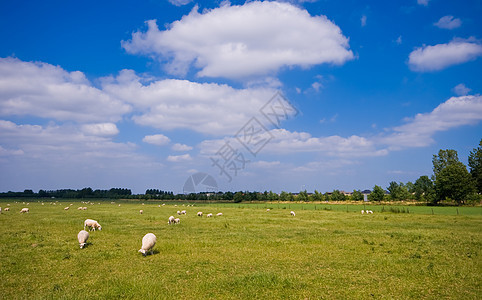 牧羊和云草图片