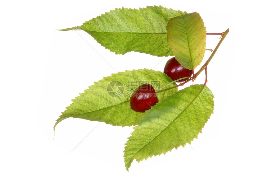 樱桃网络甜点叶子水果维生素植物营养食物生长分支机构图片