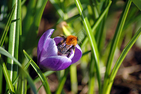 Crocus的大黄蜂图片