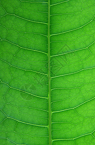 叶子绿色植物叶脉宏观植物学图片