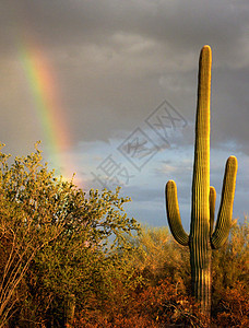 彩虹和仙人掌背景图片