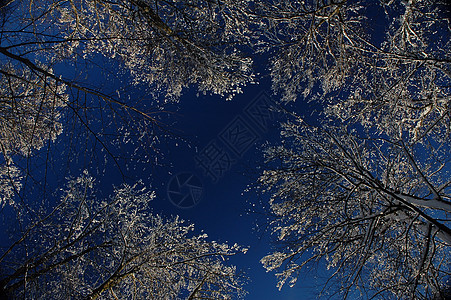 冻结树木森林仙境灌木丛季节衬套背心天堂分支机构蓝色磨砂图片