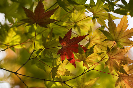 秋叶背景分支机构季节性植被植物学植物季节绿色红色树枝树叶图片