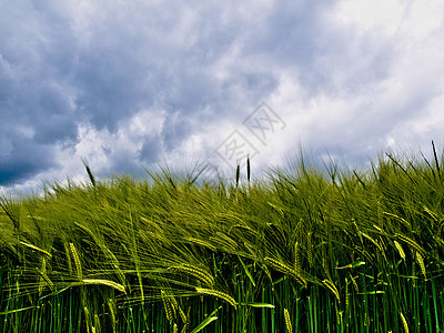 青小麦田植物农场季节农业收成云景绿色天空环境草本植物图片