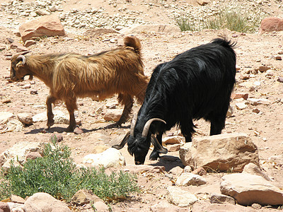 沙漠中的山羊图片