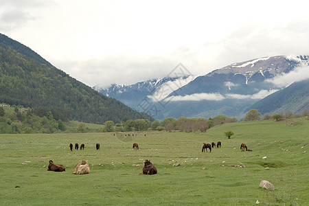 绿地上的牛和马顶峰农场牧场奶牛爬坡岩石石头场地山腰动物图片