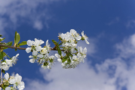 蓝天上树枝上的樱花图片