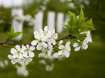 白柱上树枝上的樱桃花背景图片