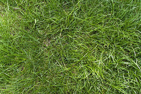 绿草背景活力生长草地草皮叶子场地植物绿色图片