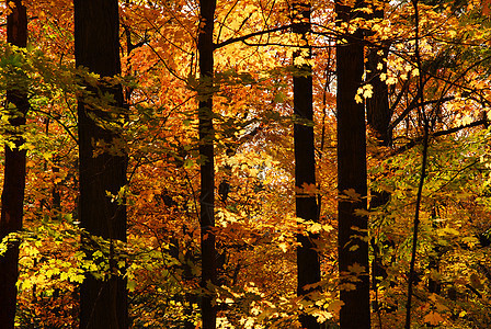 堕落森林娱乐环境叶子地面太阳阳光照射公园树干树木木头图片