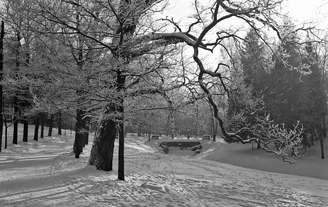冬季单色公园图片