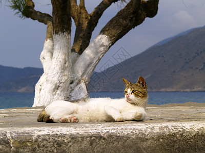 流浪猫白色休息说谎虎斑流浪动物宠物图片