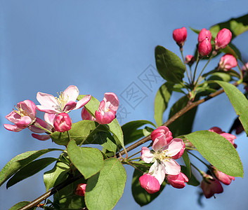 苹果花粉色蓝色叶子落叶乔木树叶亚科花瓣天空植物学图片